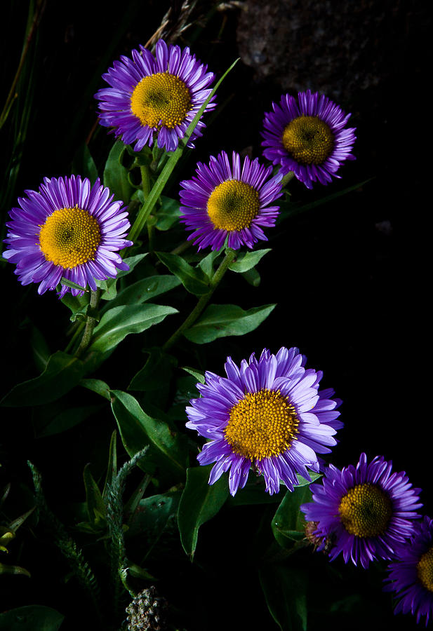 Purple Daisys  Photograph by Steven Reed