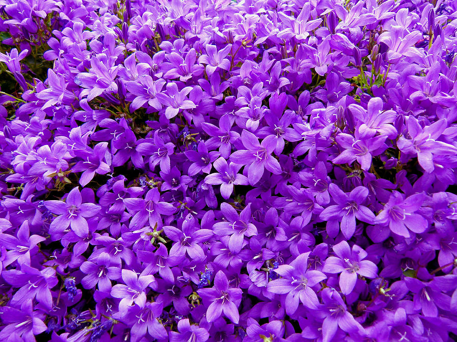 Purple Dalmatian Bellflower Photograph by Vanessa Thomas - Fine Art America