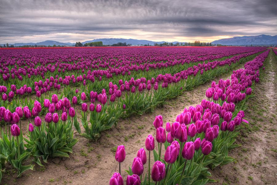 Tulip Photograph - Purple Dawn by Spencer McDonald