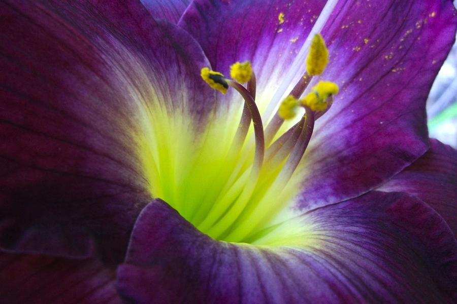 Purple Day Lily Photograph by Sylvia Herrington - Fine Art America