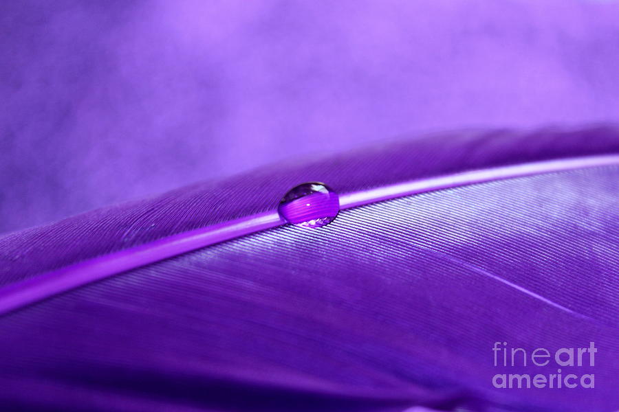 Purple Daydream Photograph by Krissy Katsimbras