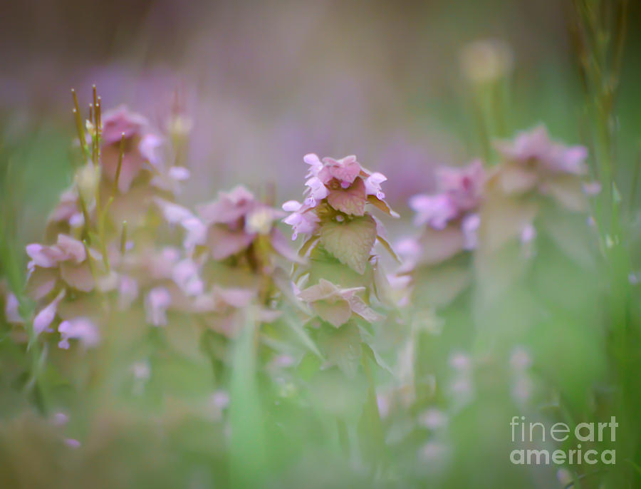 Purple Deadnettle Wildflowers Photograph by Kerri Farley