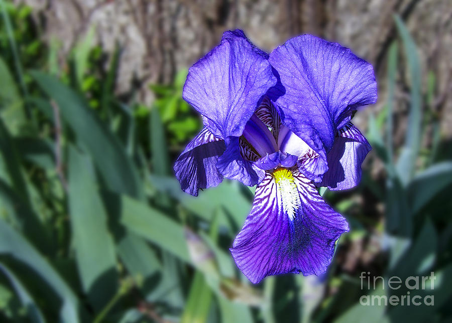 Nature Photograph - Purple Delight by Michael Waters
