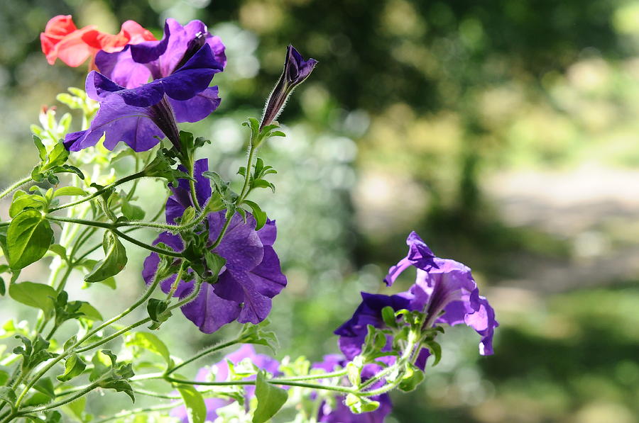 Summer Photograph - Purple Delight. Petunia Bloom by Jenny Rainbow