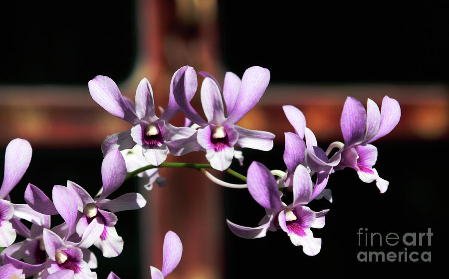 Purple Dendrobium Orchid Photograph by Charline Xia