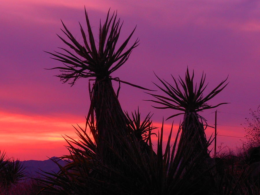 Purple Desert Photograph by James Welch - Fine Art America