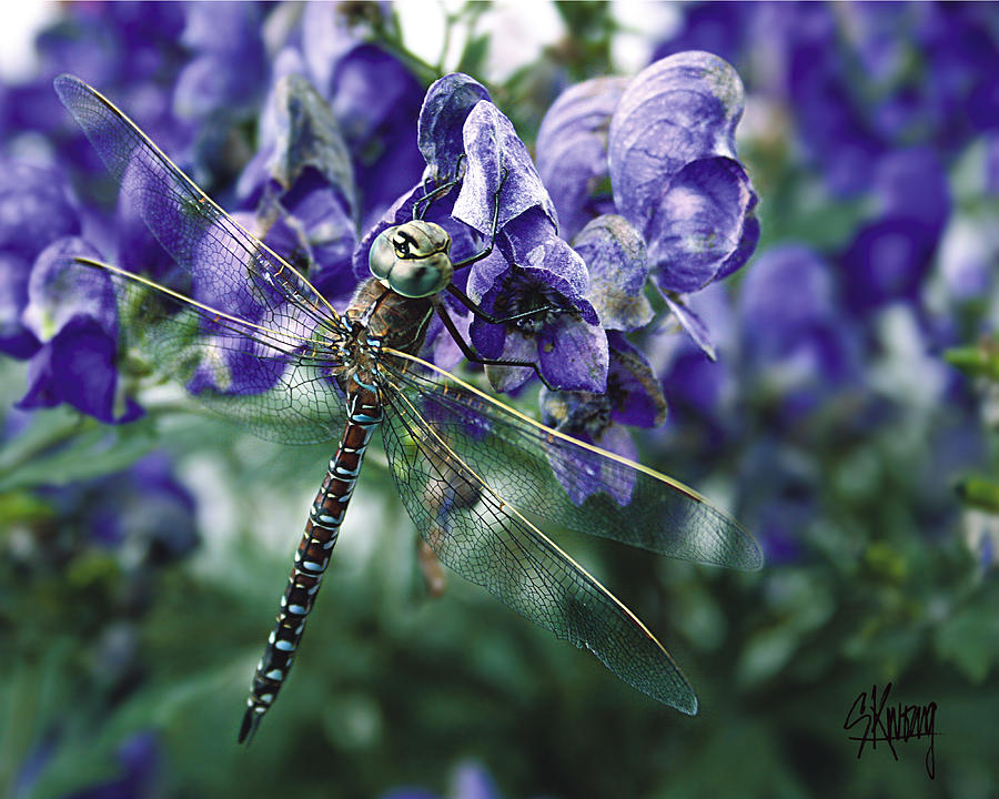 Purple Dragonfly Photograph by Stan Kwong