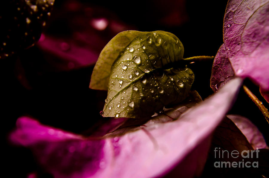 Abstract Photograph - Purple Dream by Michelle Meenawong