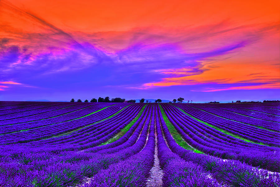 Provence Photograph - Purple Dream by Midori Chan