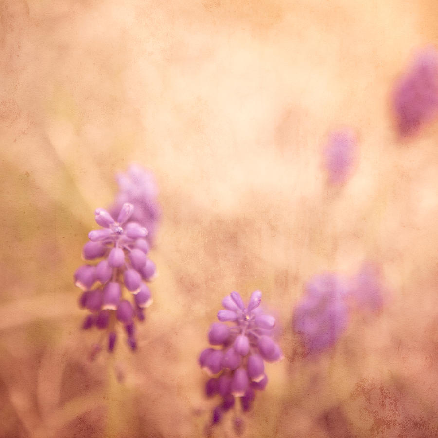 Purple Dreamy Photograph