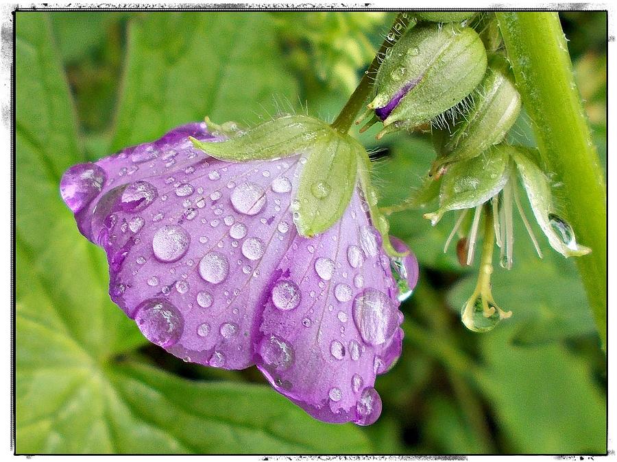 Purple Drops Photograph by Yvette McClure - Fine Art America