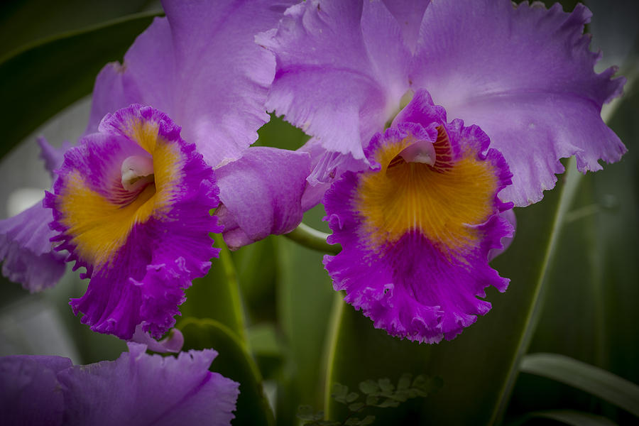 Orchid Photograph - Purple Duo by Calazones Flics