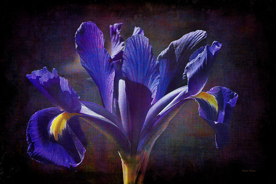 Purple Dutch Iris Photograph by Phyllis Denton