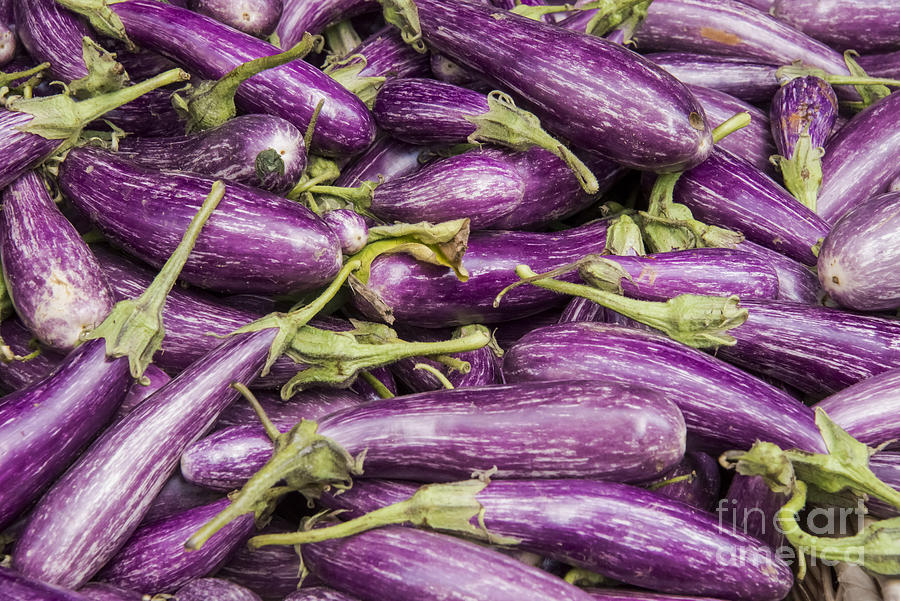 Purple Eggplant Photograph by Bob Phillips