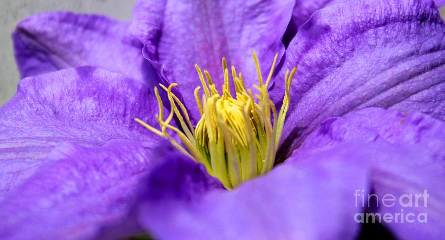 Purple Elegance  Photograph by Judy Palkimas
