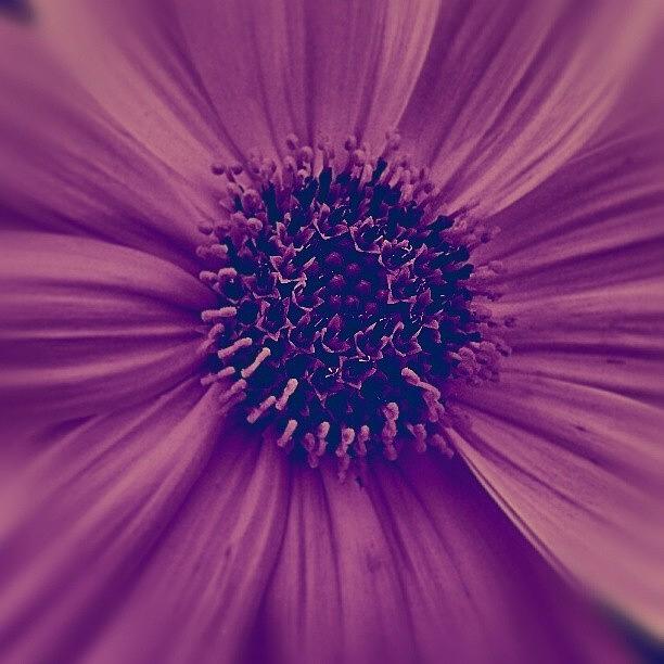 Flowers Still Life Photograph - Purple by Emanuela Carratoni
