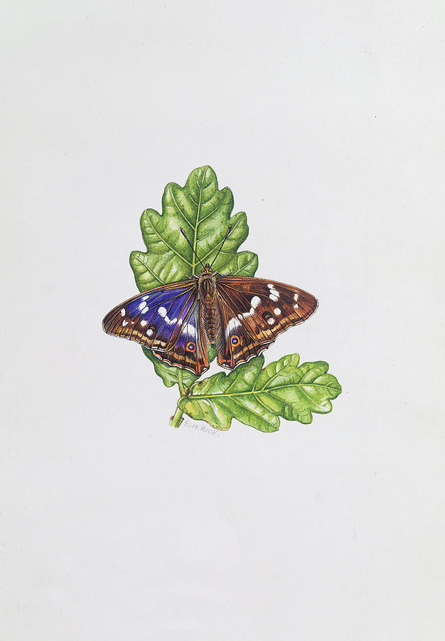 Botanical Photograph - Purple Emperor Butterfly On Oak Leaves Wc by Elizabeth Rice
