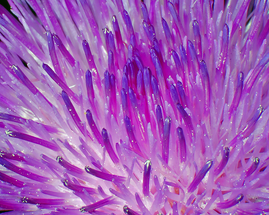 Fantasy Photograph - Purple Euphoria by Brian Graybill