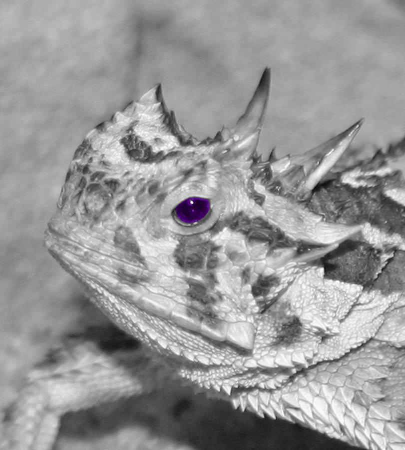 Texas Christian University Photograph - Horned Frog Purple Eye by Dawn Edwards