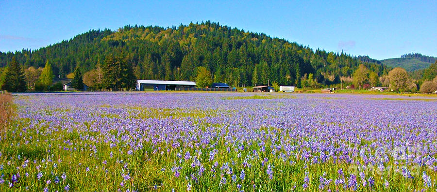 Purple Field of Flowers Photograph by Mindy Bench
