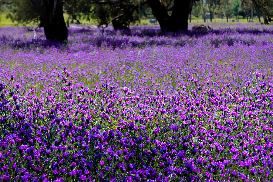 Purple fields Photograph by Jenny Setchell