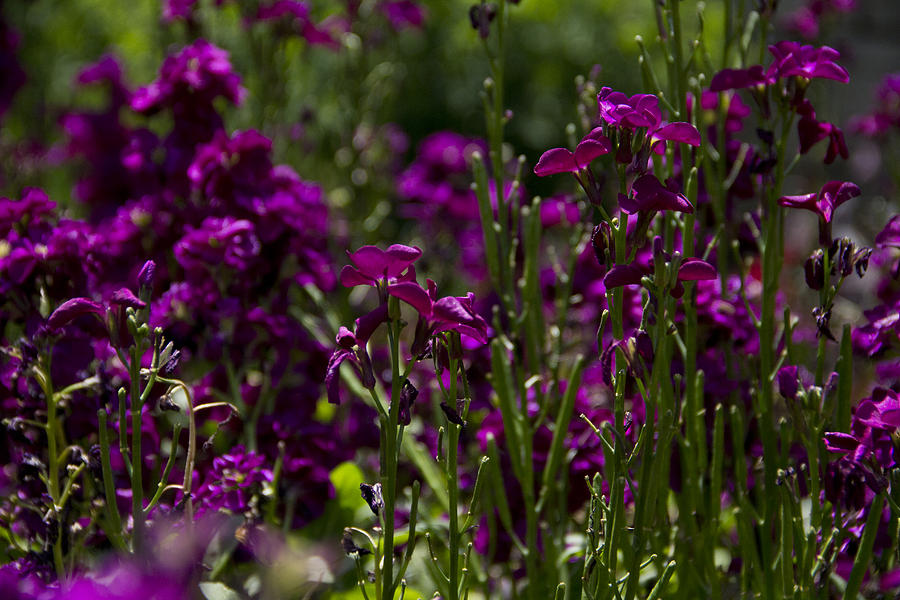 Flower Photograph - Purple Fields by Nancy Dinsmore