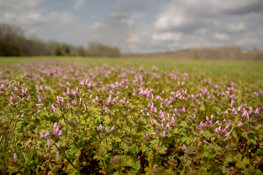 Purple Fields Photograph by Ryan Heffron