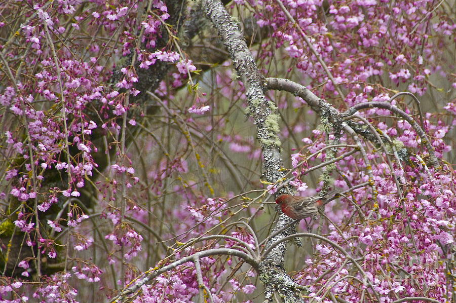 Purple Finch Amid Cherry Blossoms Photograph by Sean Griffin