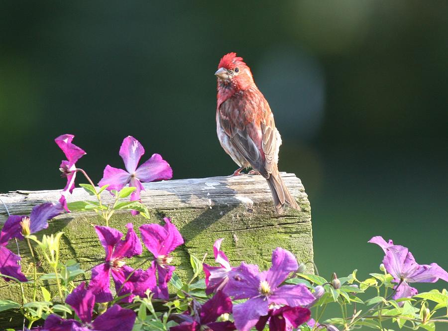 Purple Finch by Clematis Photograph by Lucinda VanVleck