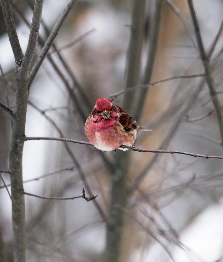 Purple Finch Photograph by Dr P. Marazzi/science Photo Library