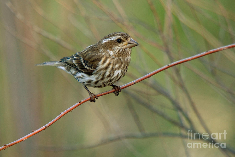 Purple Finch Female Photograph by Linda Freshwaters Arndt