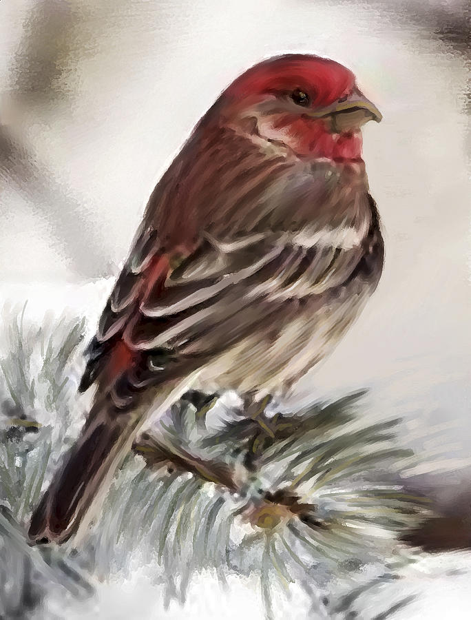 Purple Finch in Snow Painting by Shere Crossman
