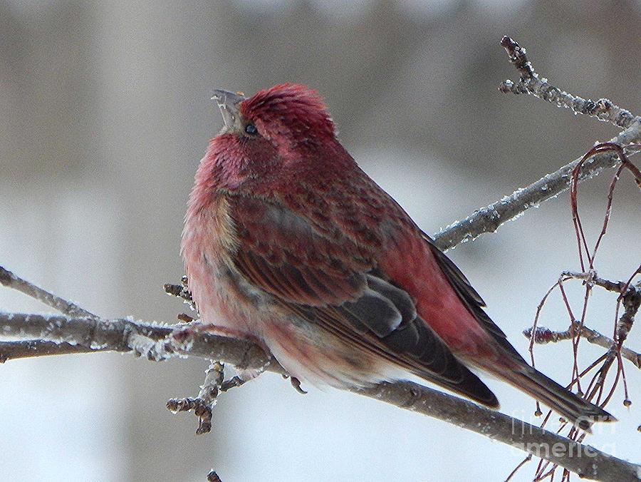 Purple Finch Photograph by Judy Genovese