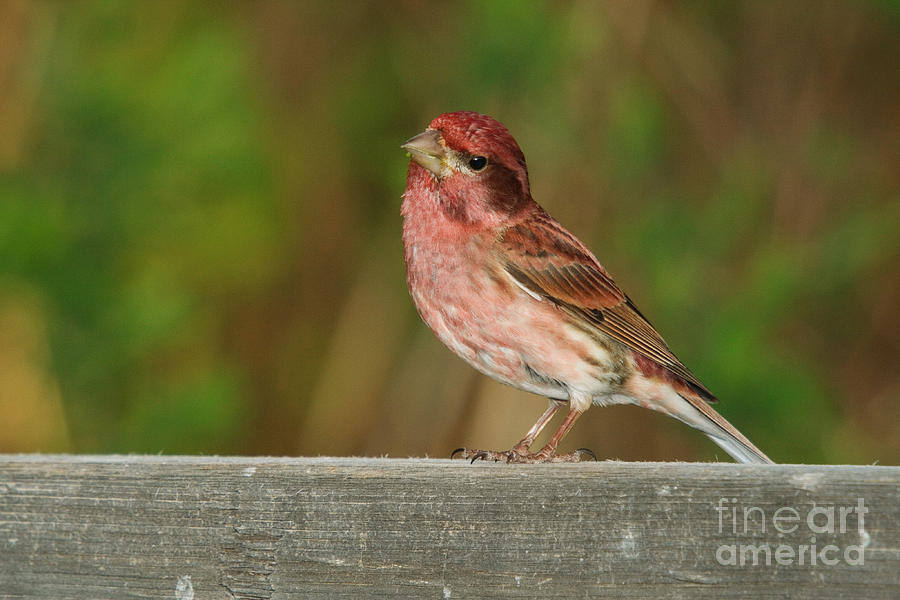 Purple Finch Male Photograph by Linda Freshwaters Arndt
