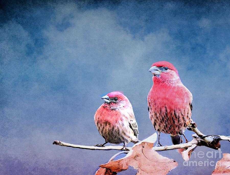 Purple Finches Photograph by Janette Boyd