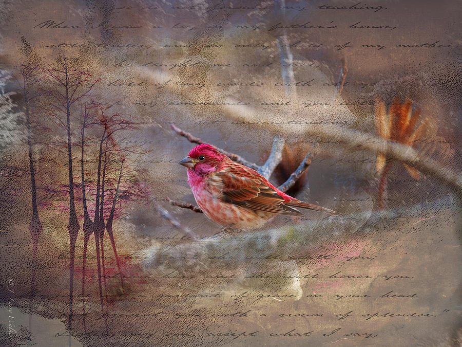 Purple Finch Perched Digital Art by J Larry Walker