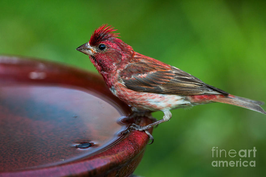 Purple Finch Perched On A Bird Bath Photograph by Linda Freshwaters Arndt