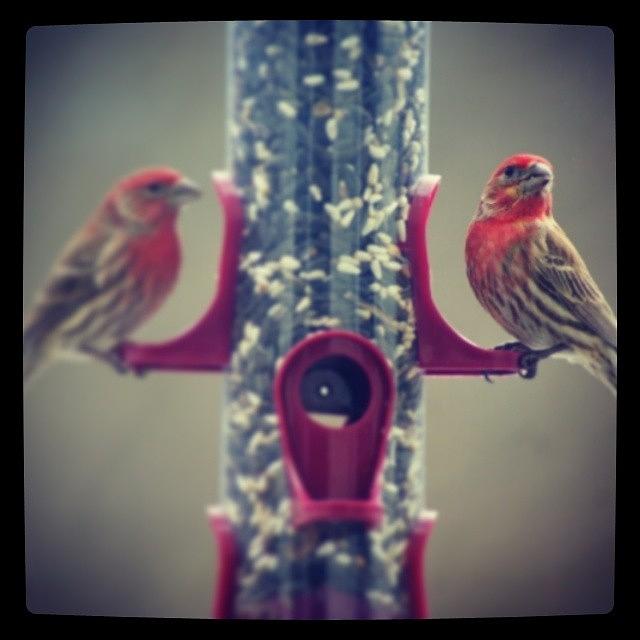 Bird Photograph - Purple Finches Chillin 
#birds by Sikena Khadija