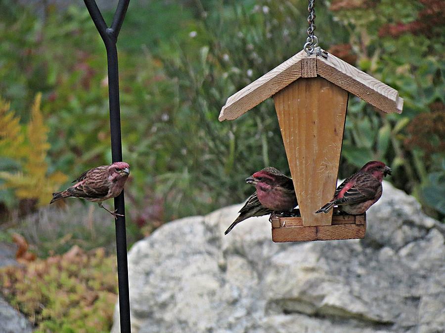 Purple Finches Feeding Photograph by MTBobbins Photography