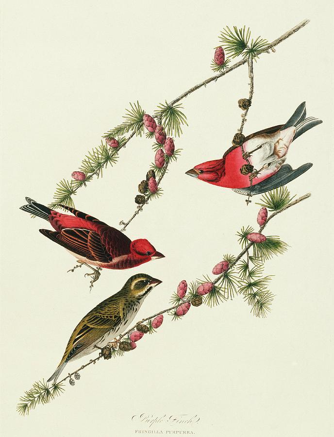 Purple Finches Photograph by Natural History Museum, London/science Photo Library