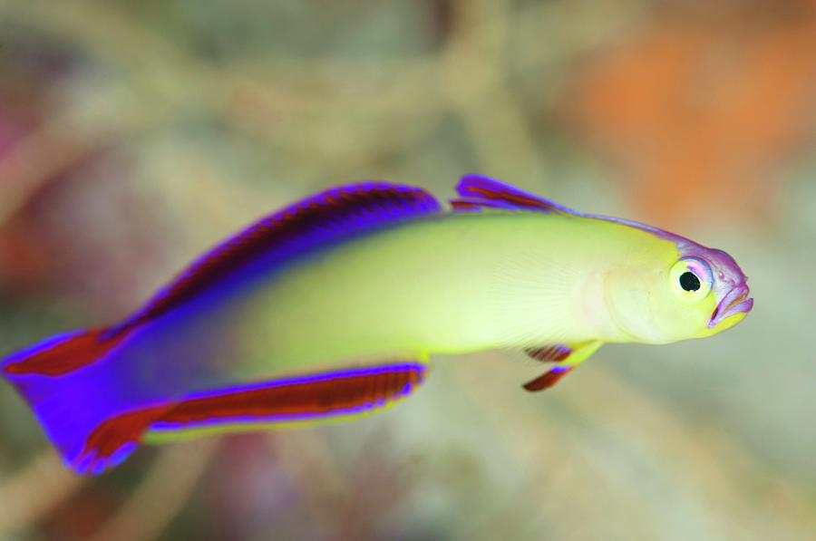 Purple Fire-goby Photograph by Scubazoo/science Photo Library | Fine