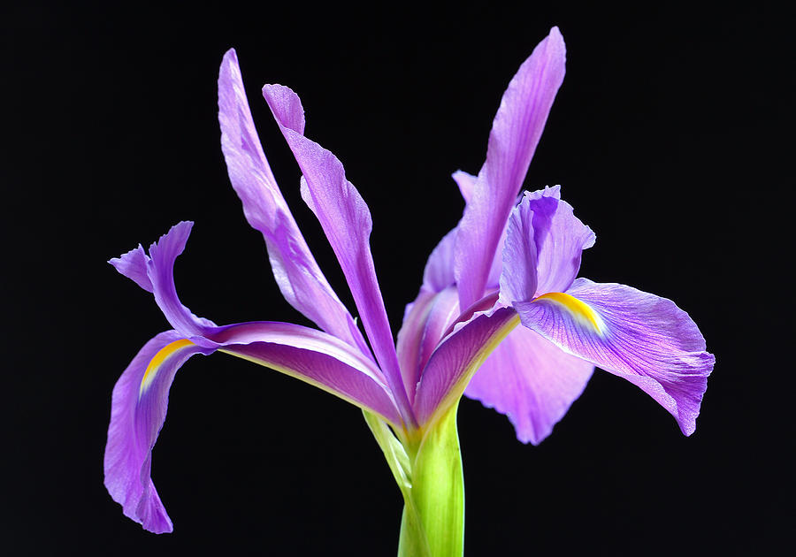 Iris Photograph - Purple Flash by Juergen Roth