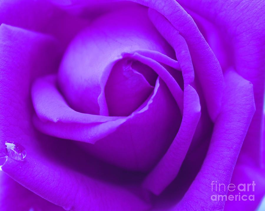 Purple Floral Rose Abstact Photograph by Judy Palkimas