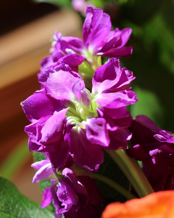 Purple Flower 2 Photograph by Allan Morrison