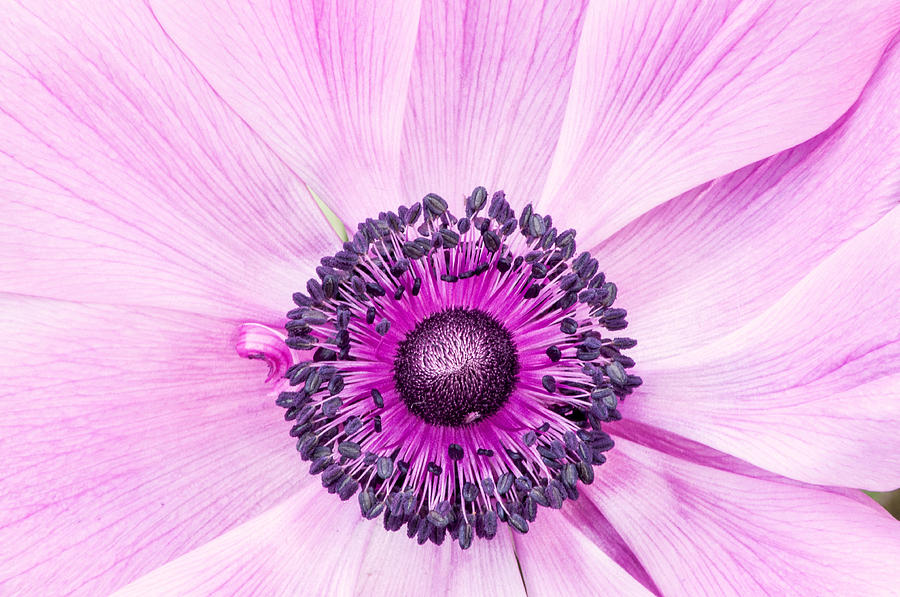 Purple Flower #2 Photograph by Don Johnson