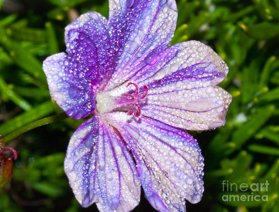Purple Flower Photograph - Purple Flower 2.9275 by Stephen Parker