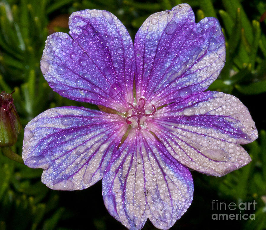 Purple Flower Photograph - Purple flower 2.9283 by Stephen Parker