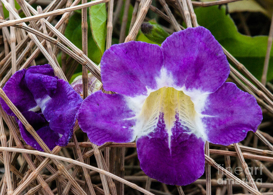 Hawaiian Flowers Photograph - Purple flower 2.9512 by Stephen Parker