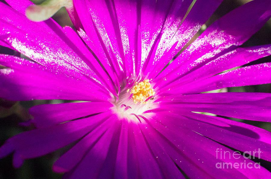 Purple Flower Photograph - Purple flower 5.0067 by Stephen Parker