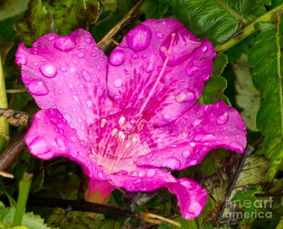 Purple Flower Photograph - Purple Flower  5.2231 by Stephen Parker